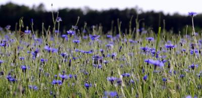 Bleuet
