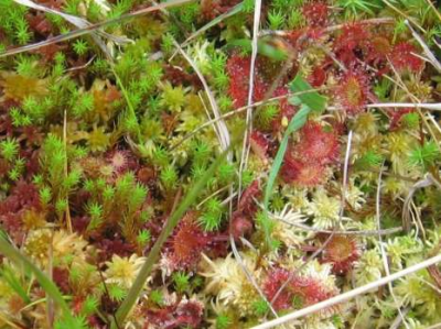 Drosera